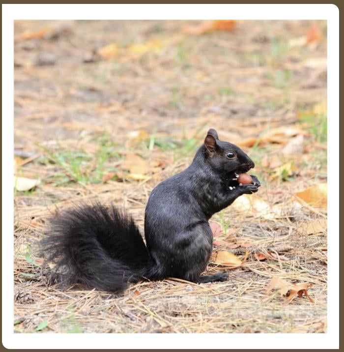 Black squirrels are relatively “rare” as far as squirrels go. They