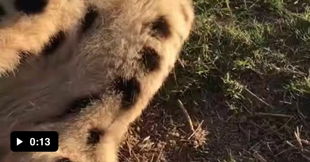 Can big cats be wholesome? 9GAG