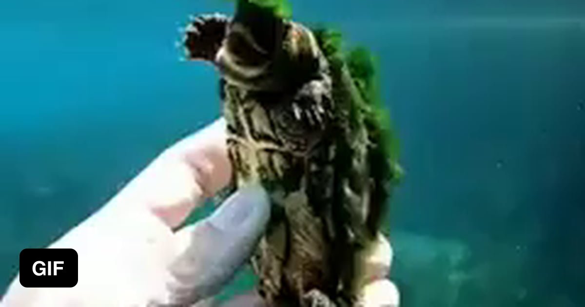 Turtle with a cool algae Mohawk - 9GAG