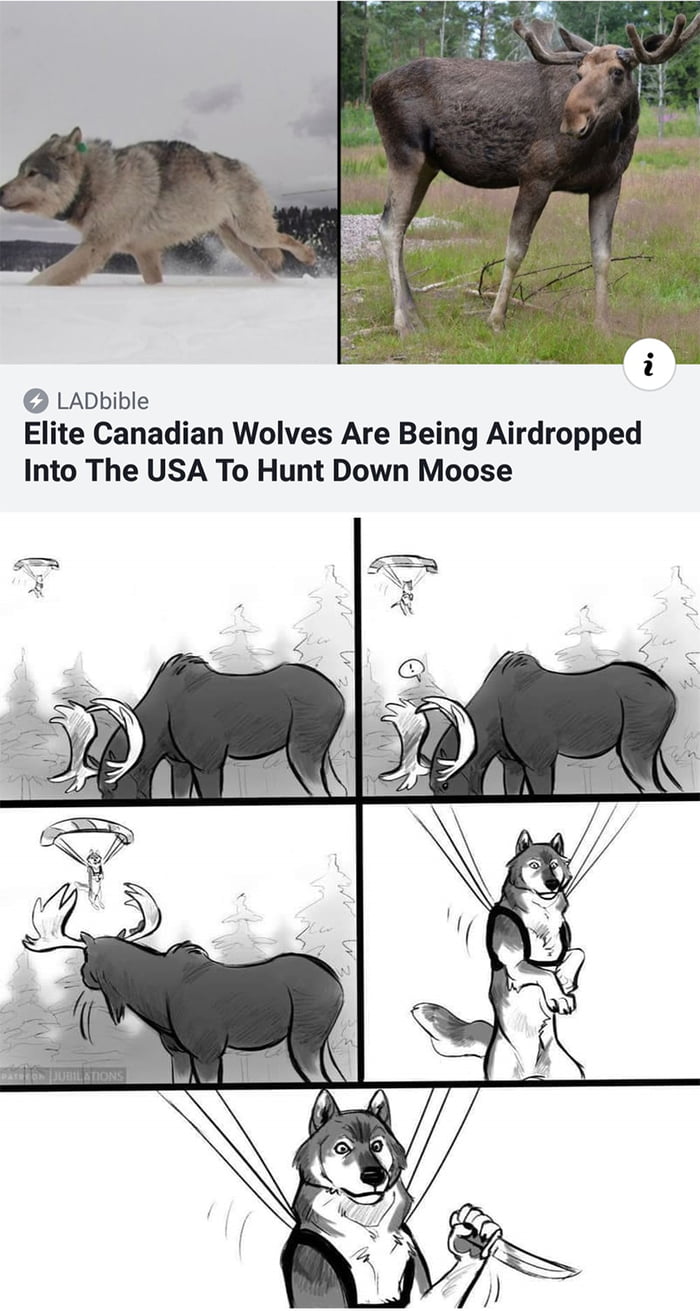 Tactical wolf incoming - 9GAG