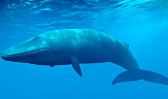 Insane fact: the blue whale is such a big animal that if it were placed ...