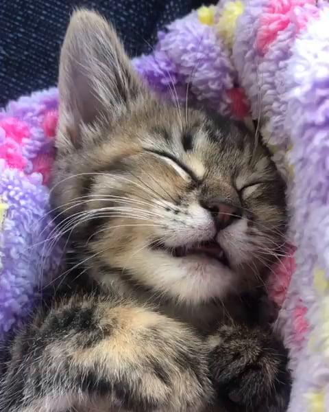 Little kitten dreaming of food - 9GAG