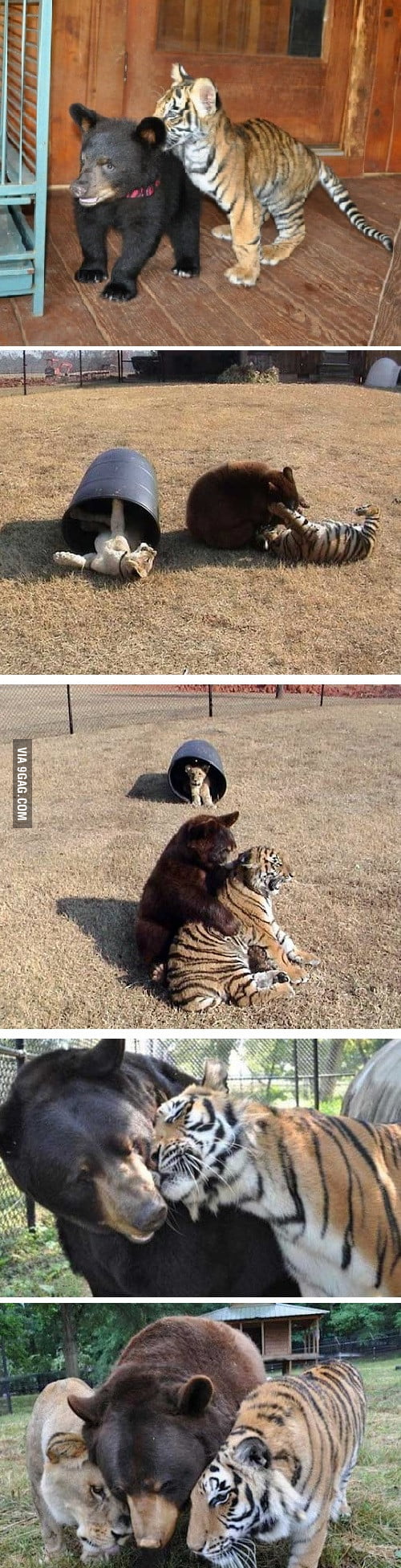 Lion, tiger and bear raised together after rescue from drug dealer