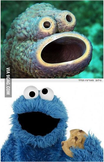 Its the cookie monster sea sponge ! - 9GAG