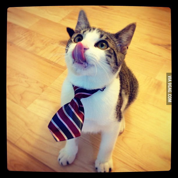 Pixel was looking rather dapper and hungry today - 9GAG