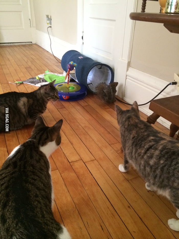 Well a squirrel got into my apartment. I didn't think rodents would be