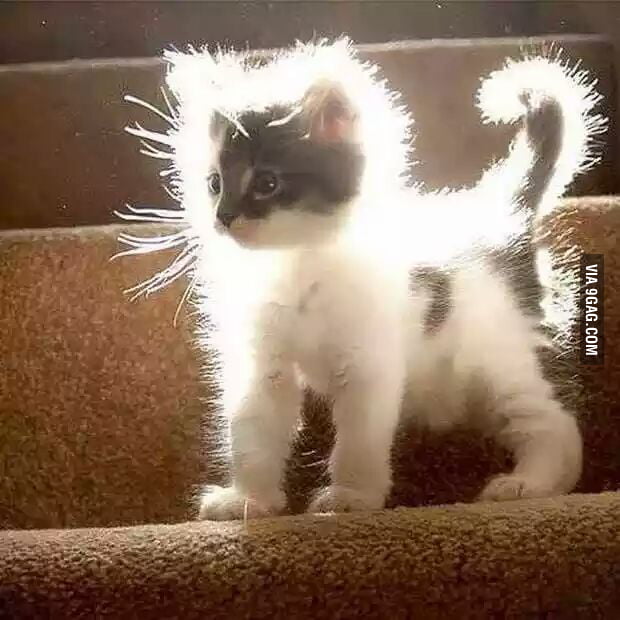 Super saiyan cat - 9GAG