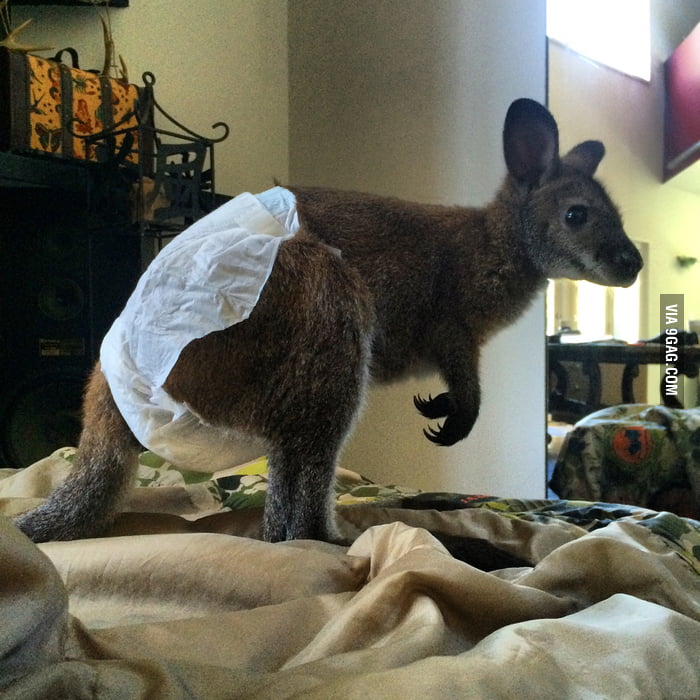 A wallaby wearing a diaper. Good morning all. - 9GAG