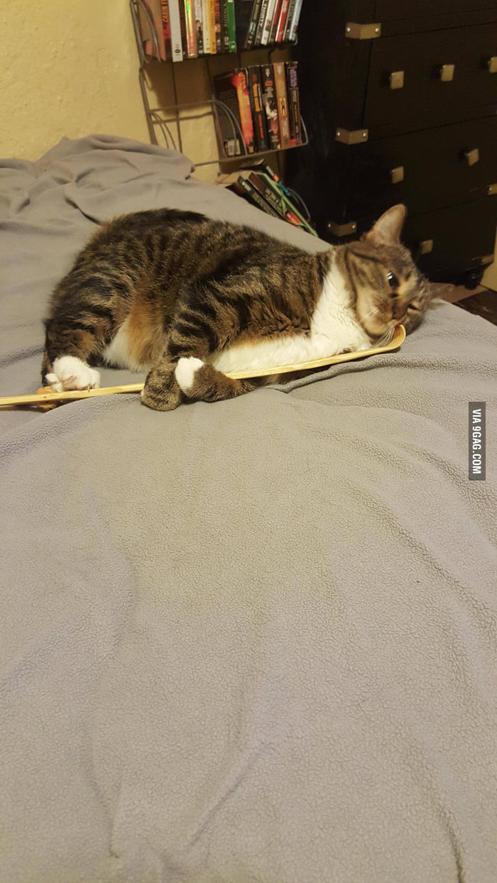 My weird cat using my back scratcher to scratch her face. 9GAG