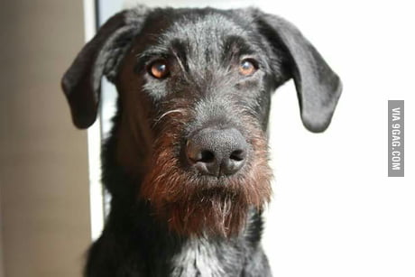 Here S My German Shepherd German Wirehaired Pointer Mix He S