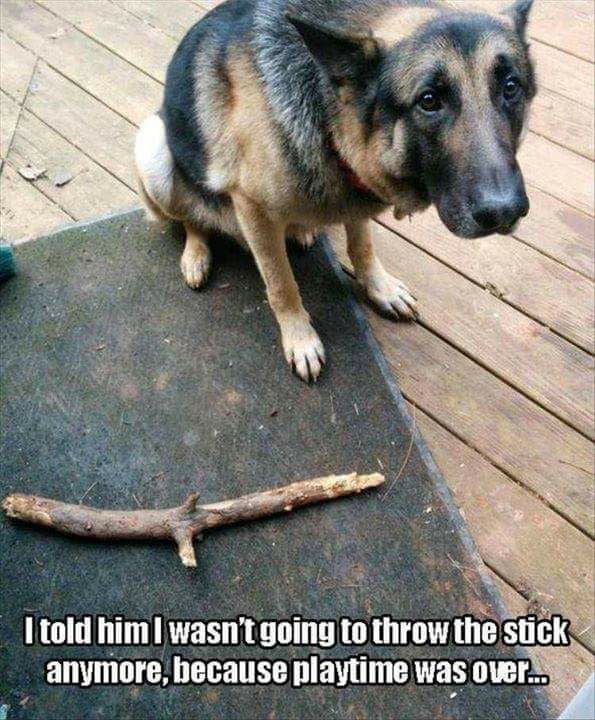 JUST THROW THE DAMN STICK, YOU MONSTER! - 9GAG