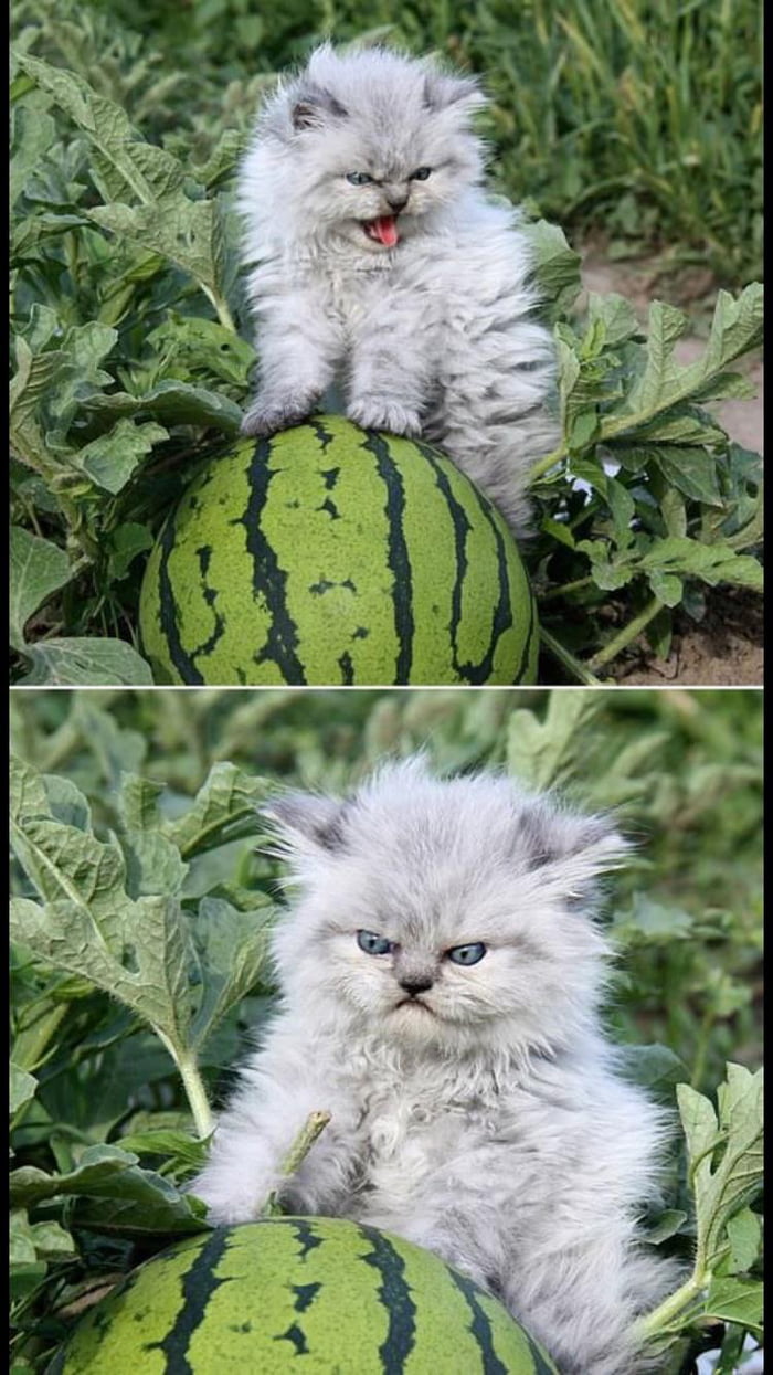 jelly cat water melon