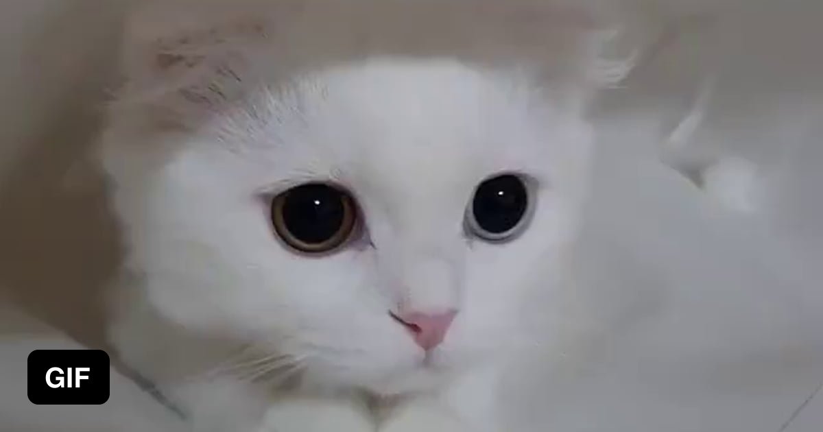When a cat is more beautiful than you - 9GAG