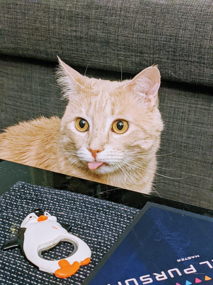 My cat is rude. Very rude. 9GAG