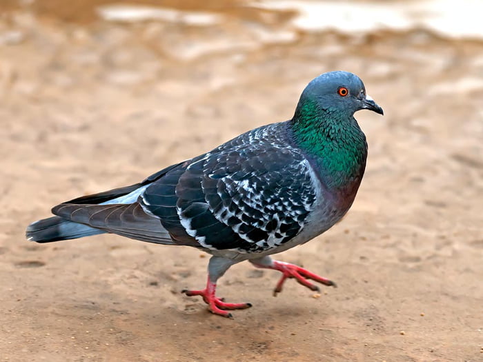 In 1995 Scientists Successfully Trained A Group Of Pigeons To Tell The