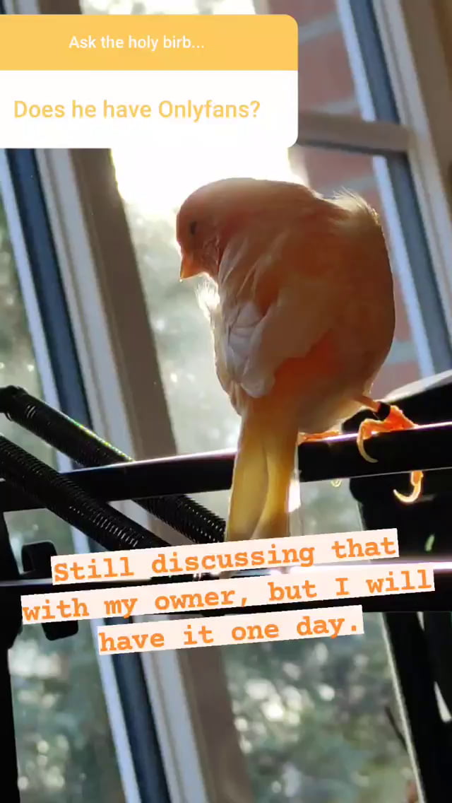 Onlyfans Parrot