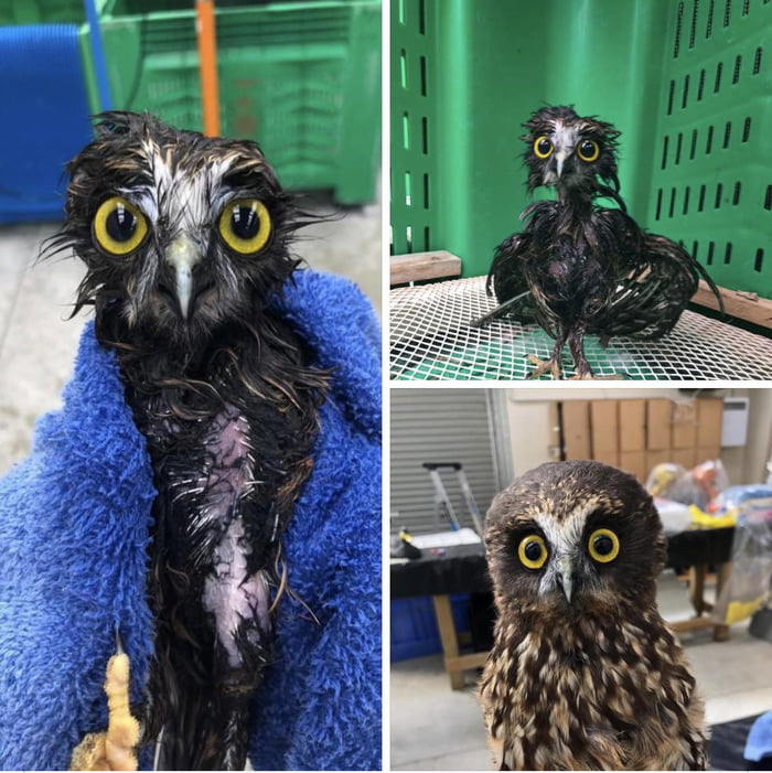 This little morepork (New Zealand Owl) had an itchy skin condition so