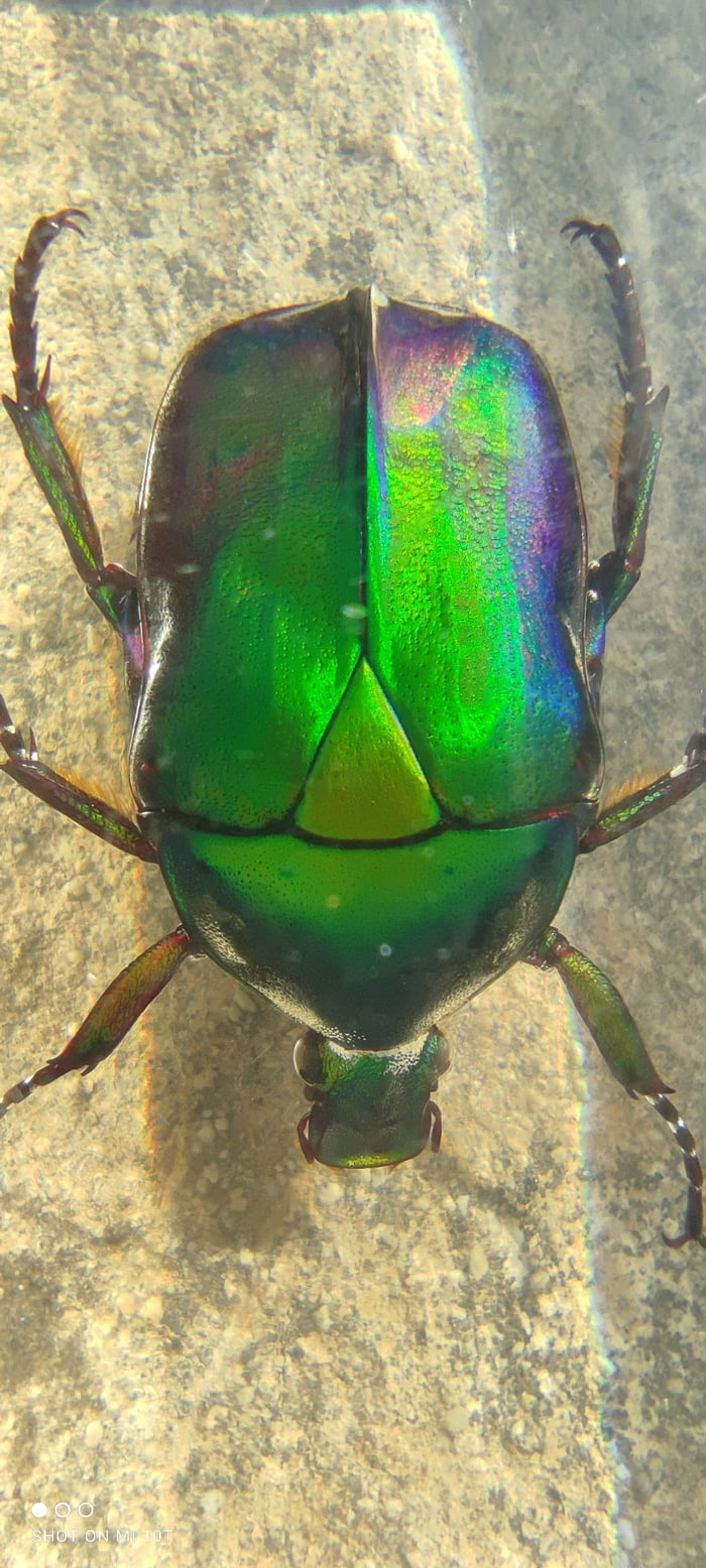 Emerald beetle from Japan - 9GAG