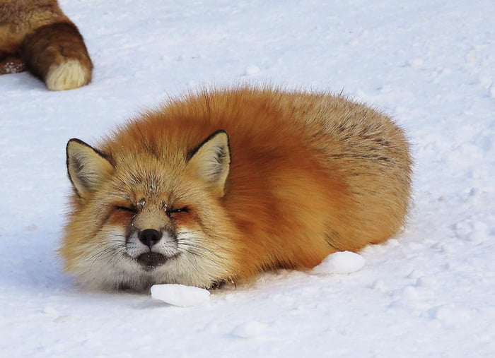 Did you know that foxes can turn into bread loads? 9GAG