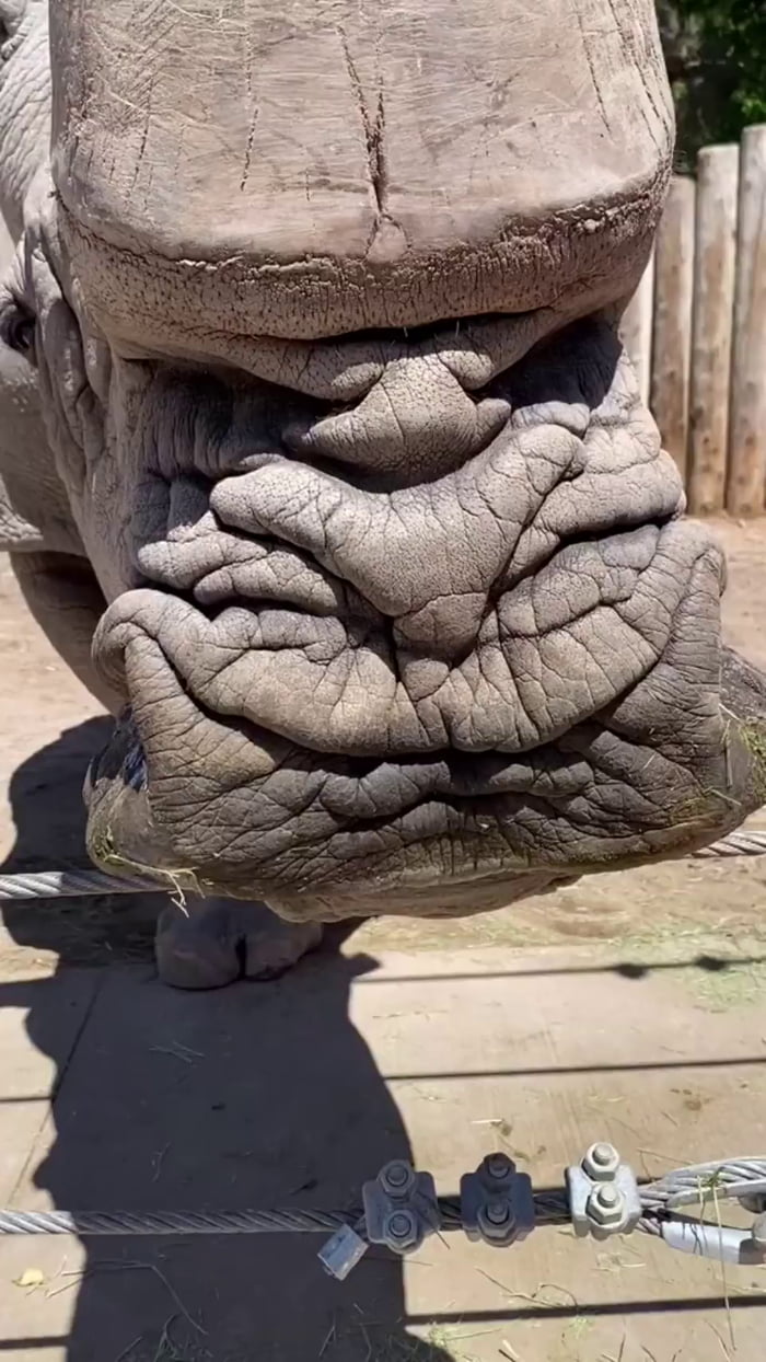 Feeding an orange to a Rhinoceros