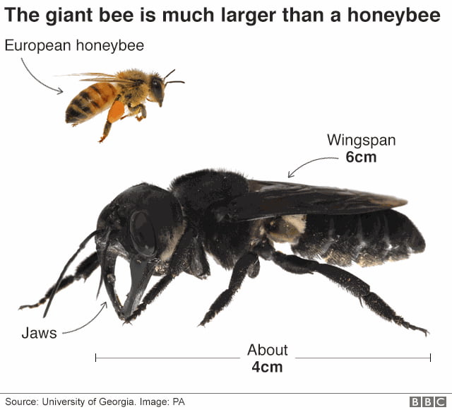 Biggest bee in the world located in Indonesia - 9GAG