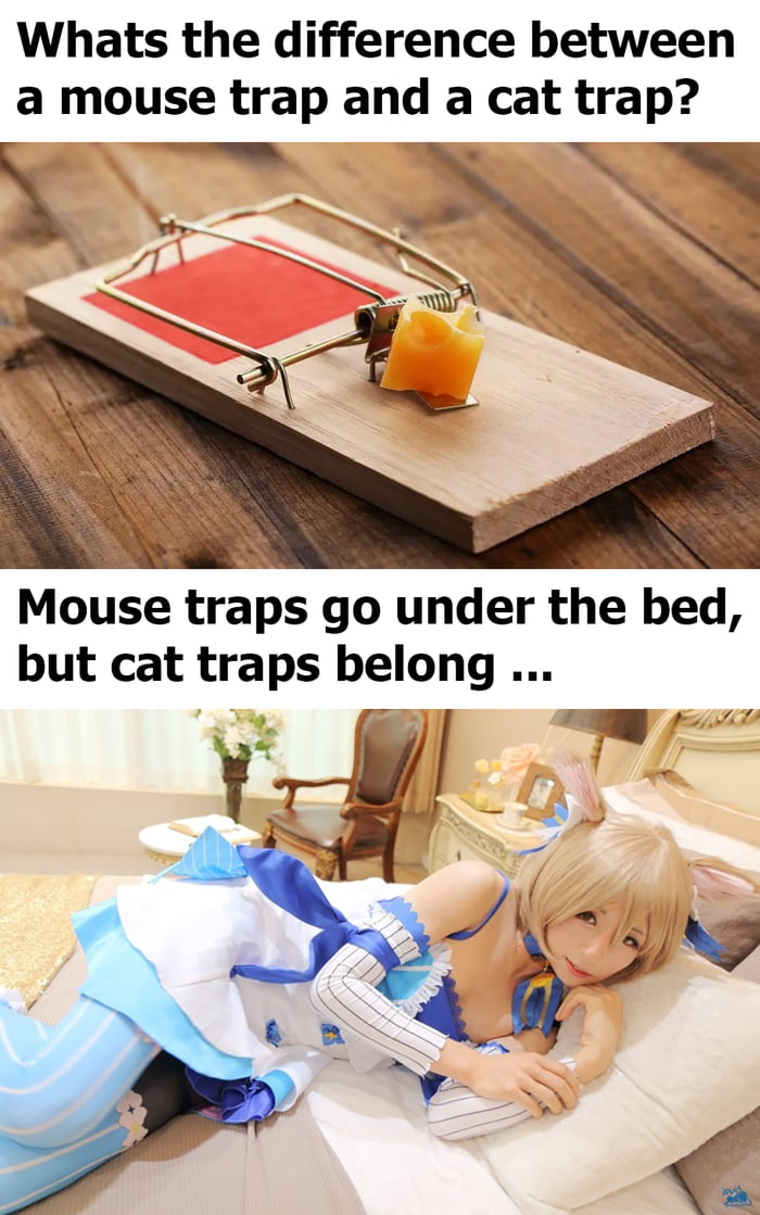 Mouse Trap vs Cat Trap - 9GAG Mouse Trap vs Cat Trap - 9GAG