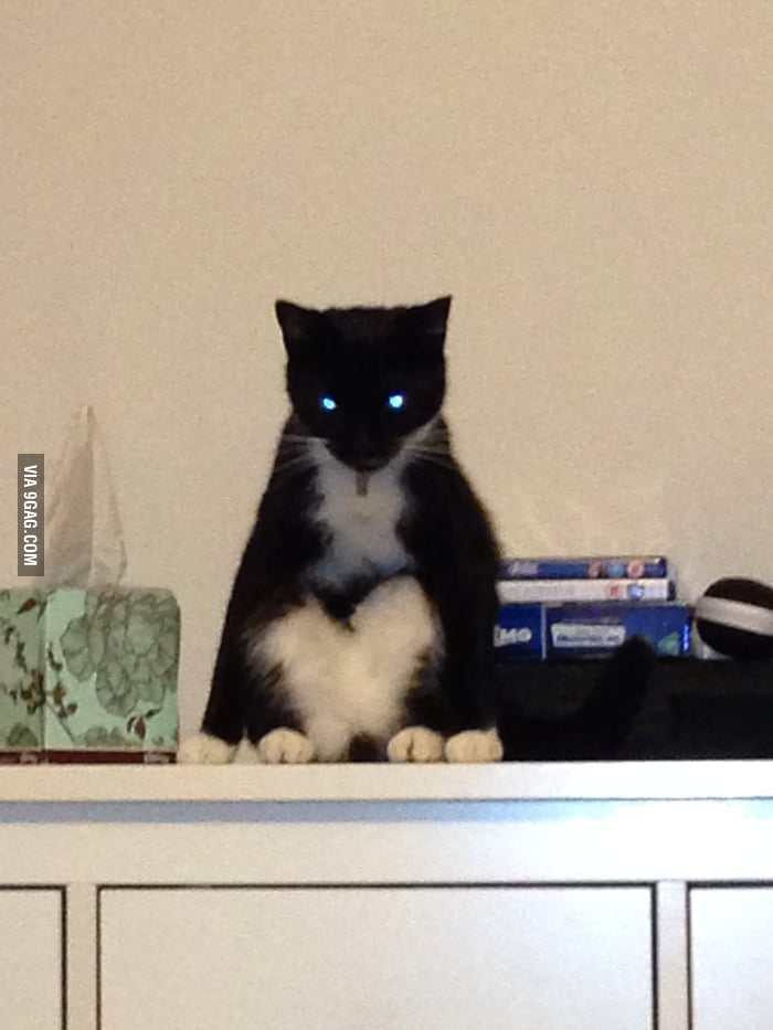 My cat also likes to sit and stare... 9GAG
