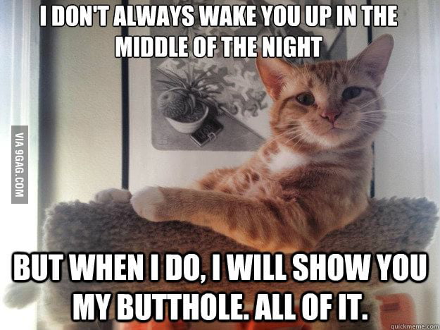 Most interesting cat in the world - 9GAG