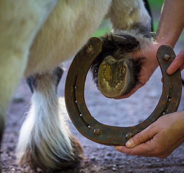 Comparison in hoof size between a pony and a Shire horse (the largest