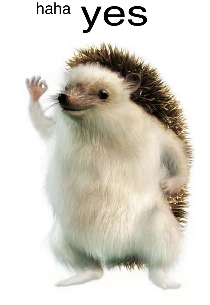 If for some reason you need an HD version of haha yes hedgehog - 9GAG