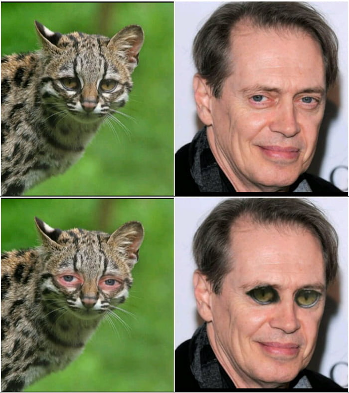 That akward moment where a cat becomes Steve Buscemi. 9GAG