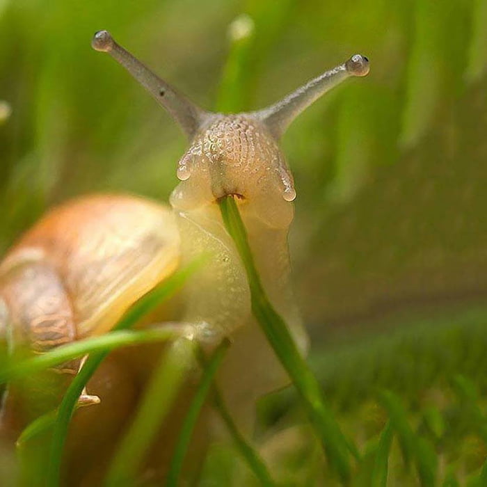 Snail caught eating at a grass 9GAG