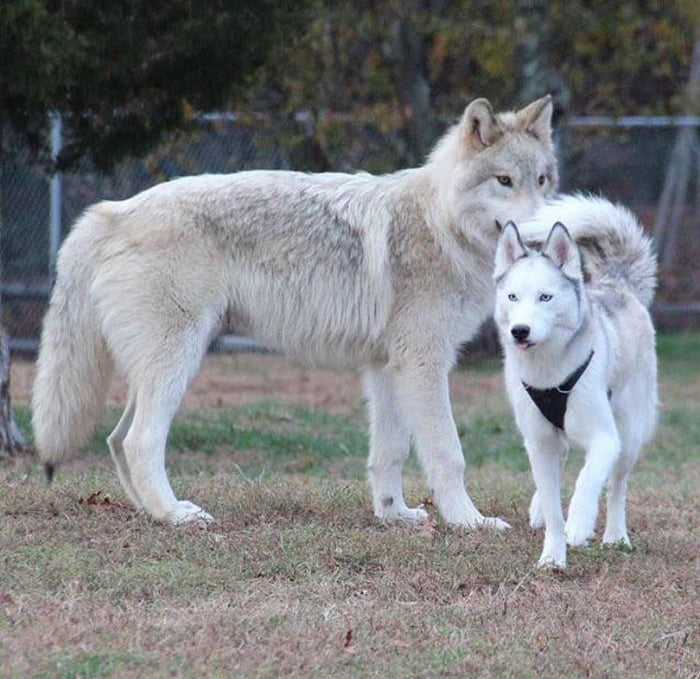 This is a wolf next to a husky for comparison. The wolf is nearly THREE