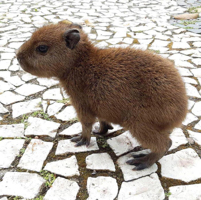 Fat Capybara Memes - lazy-no-more