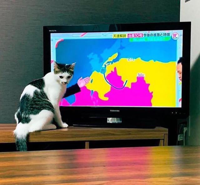 Прогноз погоды кошки