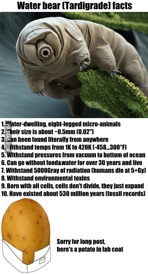 Water bear (Tardigrade) facts 9GAG