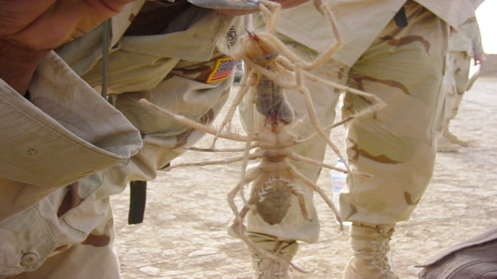 the biggest camel spider ever found
