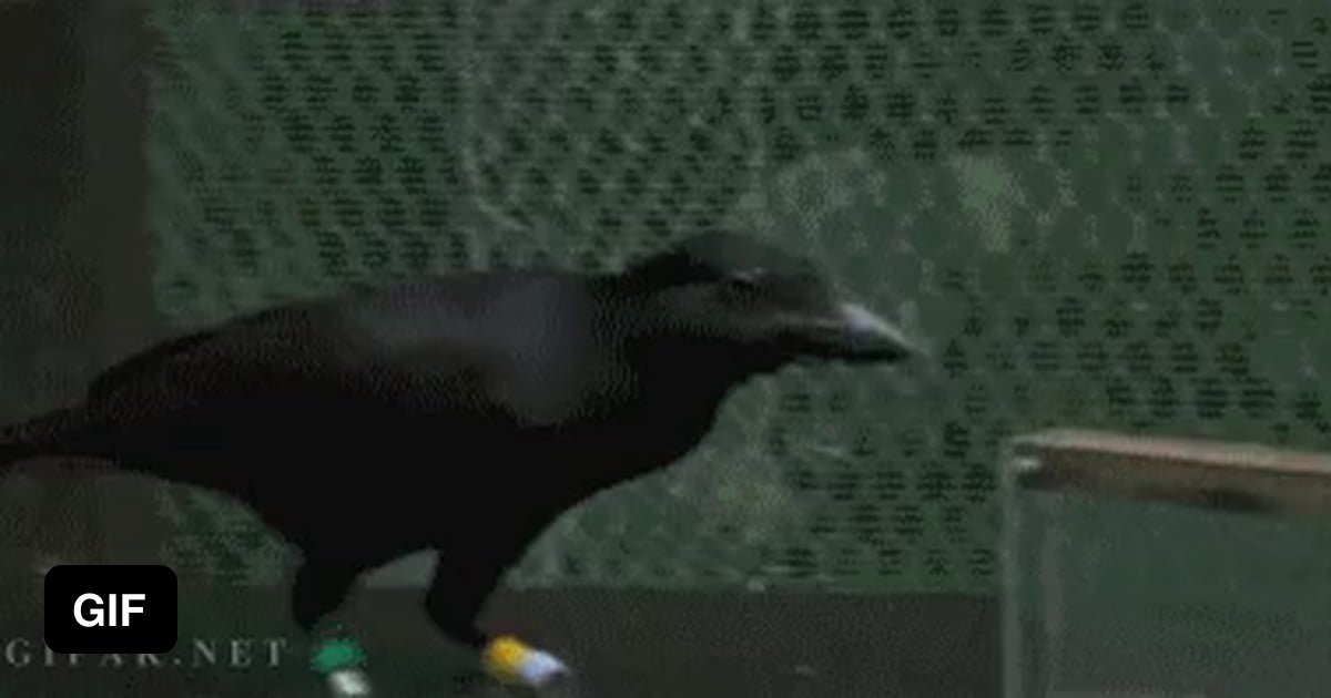 Черный Ворон Гифка