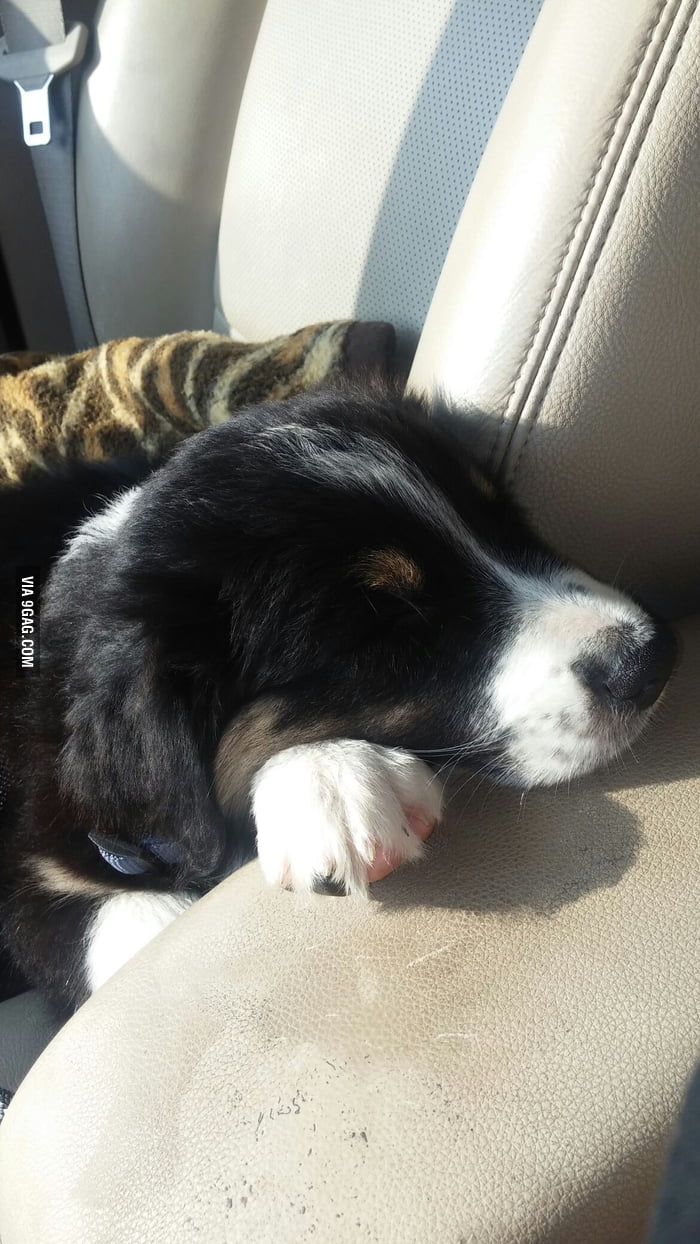 This is how my puppy sleeps while driving 9GAG