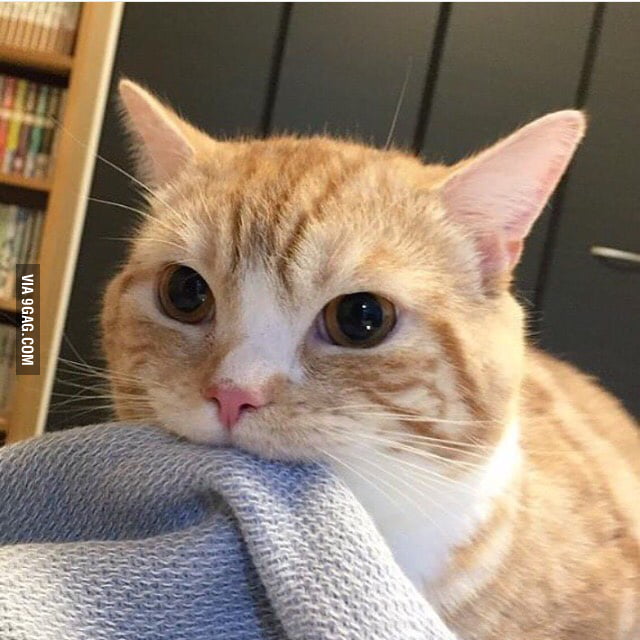 My friends cat likes to chew on blanckets 9GAG