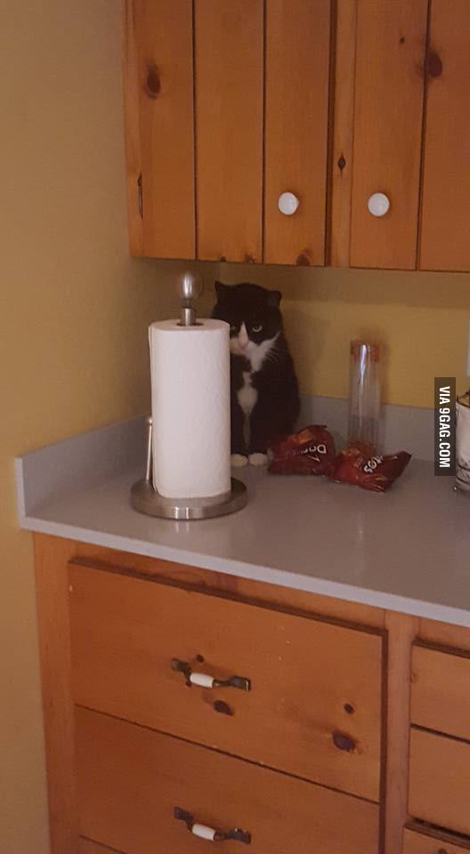 This cat thinks he's hidden while he stalks the dogs 9GAG