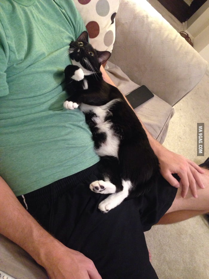 I think my cat likes my boyfriend more than I do 9GAG