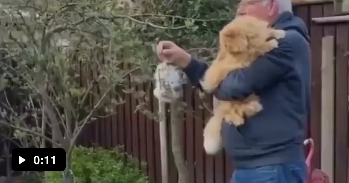 Birds can use your pets fur to build their nests 9GAG