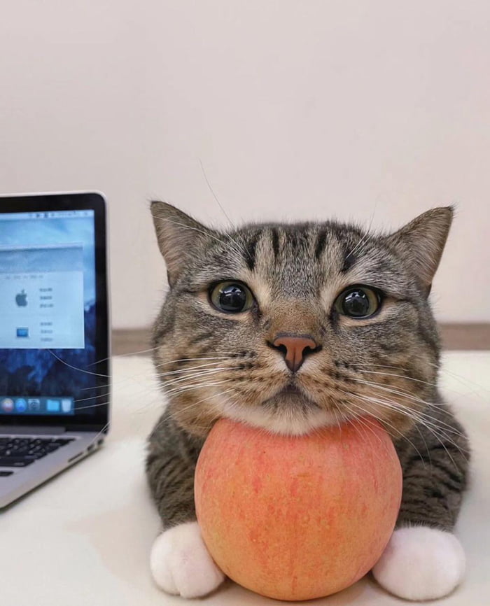 The world's first cat who loves peaches - 9GAG