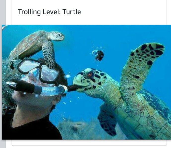 Funny turtle - 9GAG