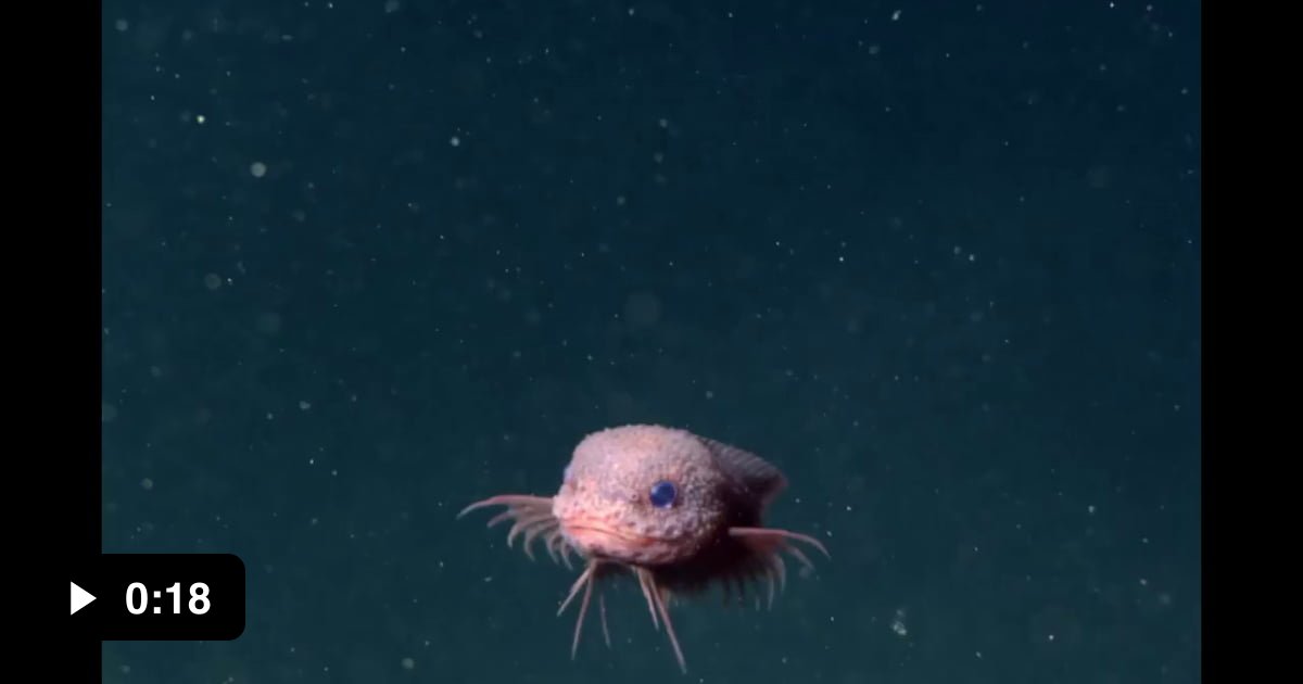 Not Everything From The Deep Is Frightening - The Bumpy Snail fish- - 9GAG