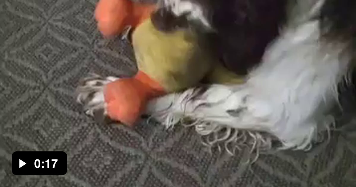 The Duke and his duck - 9GAG