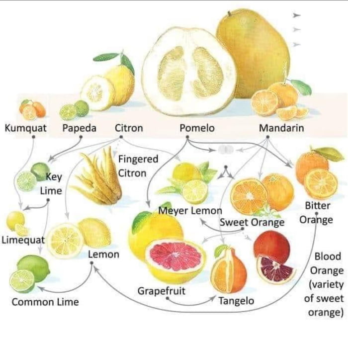 Citrus Crossbreeds - 9GAG