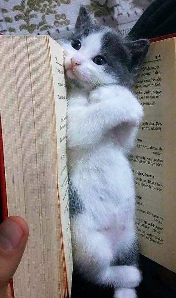 The Best Bookmark Gag