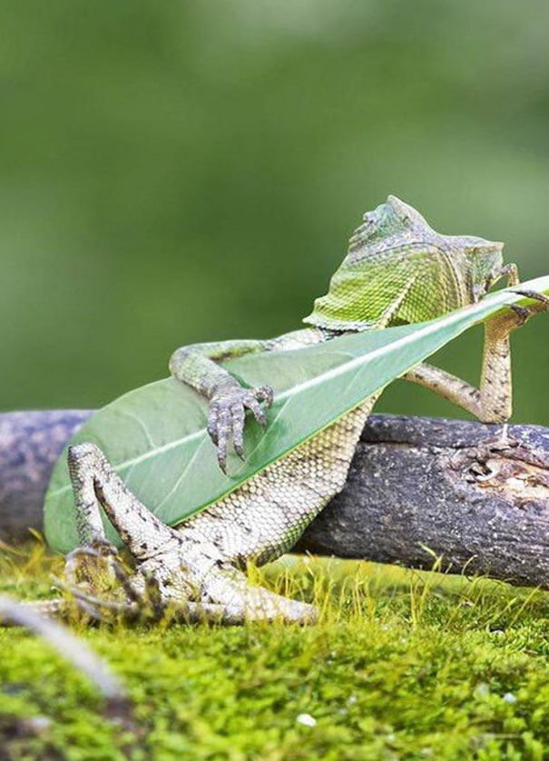 Rango the Bard of Geico - 9GAG